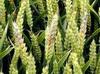 Serious disease problems indentified included Fusarium infections. Copyright: Bill Clark, Rothamsted Research, UK. 