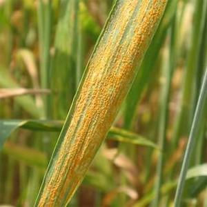 New strains of yellow rust have adapted to produce spores at warmer temperatures than usual
