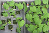 Cucumber plants infected only with the Pythium pathogen and cucumber plants infected with both Pythium and its natural enemy Lysobacter enzymogen. Copyright: WUR.