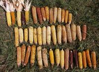 Maize genetic diversity