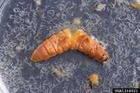 Nematodes in wax moth cadaver